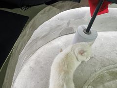-浣熊柯尔鸭土拨鼠·电玩咖