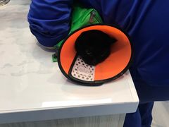 -老吴的猫·猫舍(新区店)