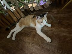 -这儿没有猫·猫咖萌宠馆·撸猫