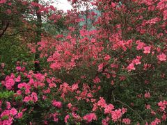-木兰云雾山