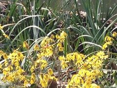 -合肥滨湖国家森林公园