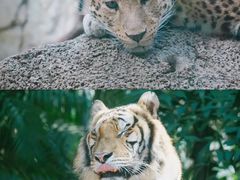 -广州长隆野生动物世界