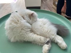 -拜鲁耶动物诊疗中心·宠家动物医院