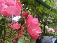 -新江湾城公园