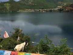 -泸沽湖里格半岛