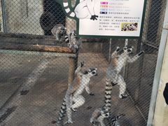 -合肥野生动物园