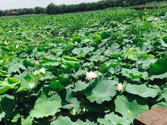 -荷塘月色湿地公园·向阳花洲