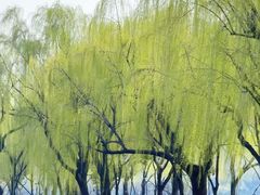-柳浪闻莺公园