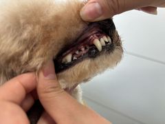 -帕帕拉兹宠物(亚洲旗舰店)