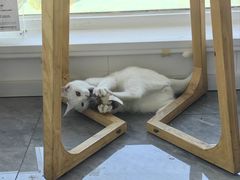 -爱洗澡的猫(望京店)