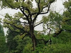 -杭州植物园