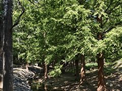 -白水寺森林公园