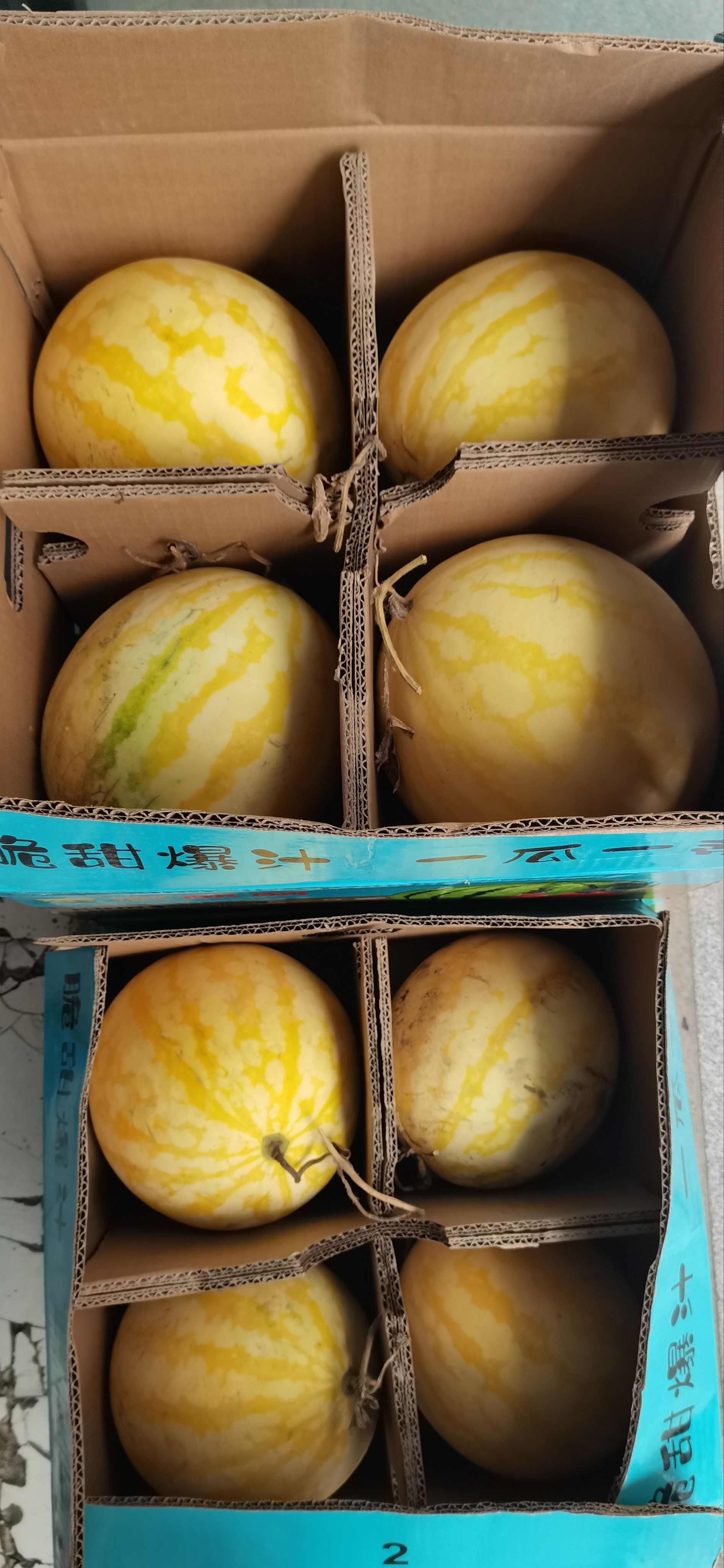 新品种,黄金麒麟瓜!