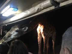 -清迈夜间动物园