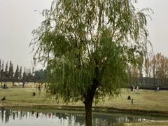 -两河城市森林公园