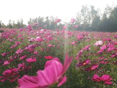 -杭州湾海上花田景区