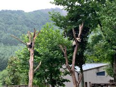 -卧龙中华大熊猫苑神树坪基地