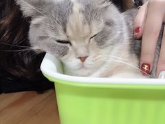 -藦茜花园宠物主题亲子互动体验馆(国顺东路店)