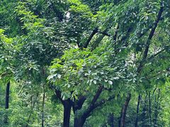 -成都市活水公园