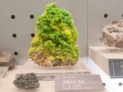 -中国地质博物馆