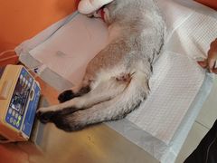 -瑞派福兴宠物医院犬猫全科·骨科·中西医结合(河东店)