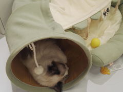 -COLOR PETS 撸猫馆·购猫·猫咖(长风大悦城店)