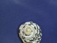 -青岛贝壳博物馆