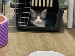 -小猫来了·猫舍(红山六九七九店)