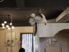 -萌喵咖啡屋(人民东路4号口M16商铺店)