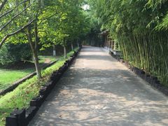 -中国扬子鳄村