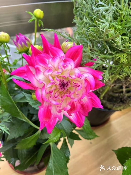 双季花艺园艺市场(浦东店)图片