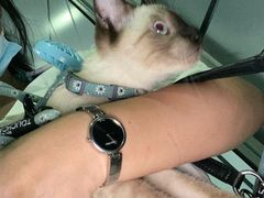 -瑞鹏宠物医院·骨科·猫科·内科(第一中心)