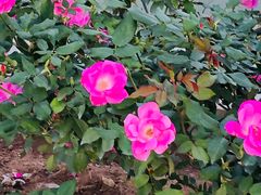 -东莞植物园