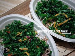 -油梨树 AVOCADO TREE(亮马桥店)