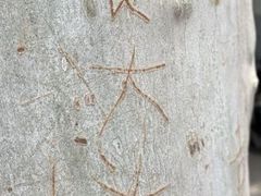 -袁大头包子(光华路店)