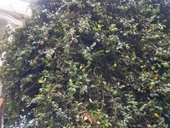 -烟桥私房菜馆(奋哥)