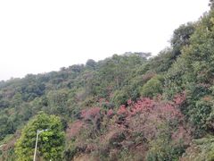 -火炉山森林公园