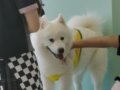 -怪兽屋·羊驼·猫咖·狗咖(俊华广场店)