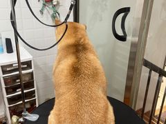 -熊小胖宠物生活馆(天华园店)