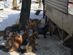 -宫城藏王狐狸村