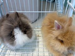 -怪兽屋·羊驼·猫咖·狗咖(俊华广场店)