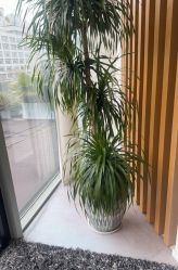 -澳玛·星光医疗美容