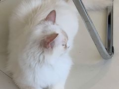 -怪兽屋·羊驼·猫咖·狗咖(俊华广场店)