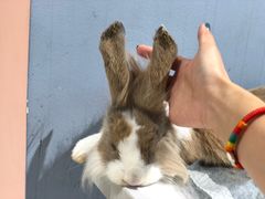-RU DUCK柯尔鸭公社·撸鸭俱乐部·羊驼·小香猪