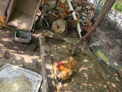 -马陆小张葡萄园农家乐