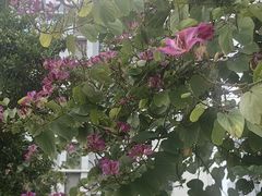 -荔枝公园(福田区)