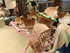 -逗柴咖啡屋·狗咖猫咖宠物桌游