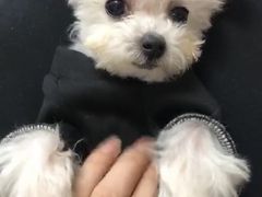 -PETKIT小佩宠物(昭化店)