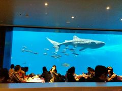 android_upload_pic-雨林餐厅(长隆海洋王国店)