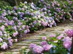 -上海滨江森林公园